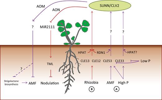 Proposed model for autoregulation of mycorrhization (AOM) (A) compared with autoregulation of nodulation (B). (A) Arbuscular mycorrhizal fungi (AMF) and high phosphorus (P) induce expression of MtCLE53 and MtCLE33 compared with low P expression levels. MtCLE53 and MtCLE33 are only expressed in roots. The mature MtCLE53 and MtCLE33 peptides could be root–shoot ascending signals initiating the systemic AOM mechanisms. AOM is dependent on the leucine-rich repeat receptor-like kinase SUPER NUMERIC NODULES (SUNN) and CLAVATA2 (CLV2). MtCLE53 is further dependent on the hydroxyproline O-arabinosyl transferase (HPAT) enzyme ROOT-DETERMINED NODULATION 1 (RDN1), while the requirement for post-translational modification of MtCLE33 is unknown. Signaling events downstream of SUNN possibly reduce strigolactone biosynthesis. (B) Rhizobia induce MtCLE12 and MtCLE13 in infection sites and developing nodules. Both peptides require tri-arabinose modification, MtCLE12 by RDN1 and MtCLE13 by an unknown HPAT. The mature MtCLE12 and MtCLE13 peptides ascend to the shoot to activate SUNN. SUNN signaling represses the shoot-to-root mobile miRNA miR2111, which in turn releases expression of the Kelch-repeat F-box protein TOO MUCH LOVE (TML). TML inhibits further nodulation.
