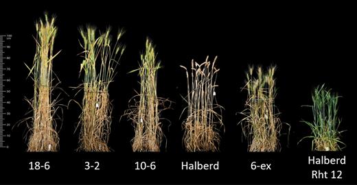 Final plant height of selected overgrowth mutants that were generated in the Halberd Rht12 background. (This figure is available in color at JXB online.)