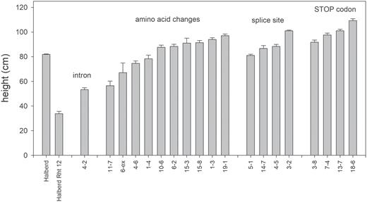 Means of plant height (cm) of Halberd, Halberd Rht12, and selected mutant lines at maturity including standard errors. Mutants are grouped according to mutation events: first intron, predicted amino acid changes, splice acceptor site mutations, and the introduction of early termination codons.