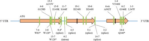 Graphical representation of gene structure and the positions of mutations in the GA2oxA13 gene (ORF 1596 bp). The area between black bars is highly conserved in the GA 2-ox gene family. The line marked with # was isolated as a heterozygous mutant. (This figure is available in color at JXB online.)