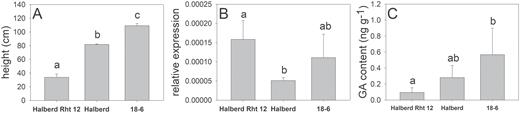 (A) Final plant height, (B) relative expression of GA2oxA13, and (C) GA1 content (ng g–1 FW) in elongating peduncles of Halberd Rht12, Halberd, and ovg mutant 18-6. Significance level <0.05.