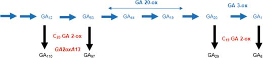 GA biosynthetic pathway showing GA precursors that are being converted by GA 20-oxidase and GA 3-oxidase enzymes to bioactive GA1. C20 GA 2-oxidase and C19 GA 2-oxidase are the main catabolic enzymes converting GA precursors into inactive forms. We predicted that Rht12 increased expression of GA2oxA13, lowering GA12 content and thereby reducing the biosynthetic flux through the pathway and lowering GA1 content. Mutations within GA2oxA13 knock out or reduce the function of predicted proteins which increased GA1 content in overgrowth mutants. (This figure is available in color at JXB online.)