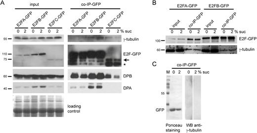 The activator E2FA and E2FB and the repressor E2FC transcription factors interact with γ-tubulin in Arabidopsis seedlings. (A) Proteins were co-immunoprecipitated (Co-IP) from seedlings (7 DAS) expressing E2FA–GFP (line 81), E2FB–GFP (line 72), or E2FC–GFP (line 2/8/3) grown with or without sucrose (2% or 0% Suc, respectively) for 6 h. Input and co-IP protein samples are indicated on the top left and right side, respectively. Western blot detection was performed with antibodies against GFP, γ-tubulin, DPA, and DPB, indicated on the right side. Arrow, E2FC–GFP. Asterisk, non-specific band. Molecular weight standards are indicated on the left side. Loading control: Coomassie-stained proteins on the membrane. (B) Proteins were Co-IP from seedlings (10 DAS) expressing E2FA–GFP (line 82) and E2FB–GFP (line 72) grown with or without sucrose (2% or 0% Suc, respectively) for 6 h. Input and co-IP protein samples are indicated on the top. Western blot detection with antibodies against GFP and γ-tubulin. (C) GFP-expressing seedlings were used as control. Western blot detection with anti-γ-tubulin antibody (right). GFP is demonstrated by Ponceau staining (left). M, molecular weight standards.