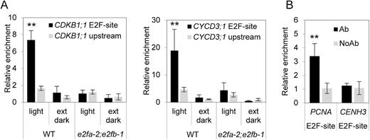 γ-Tubulin binds to promoters of E2F-regulated genes. (A) ChIP analysis showed γ-tubulin association with the promoter regions of CDKB1;1 and CycD3 in wild-type (WT) plants grown in proliferative conditions (light) but not in the e2fa-2;e2fb-1 double mutant plants. AthTU antibody was used for immunoprecipitation, and DNA regions containing binding sites for E2F (E2F-site) were analysed. Upstream regions were used as negative controls. (B) ChIP analysis showed γ-tubulin association with promoter regions of the E2F-regulated replication gene PCNA in dividing cultured Col-0 cells, while there was no binding to the CENH3 promotor. No antibody (NoAb) was used as control. Error bars indicate the SD. A non-parametric Mann–Whitney U-test was performed to test for differences between site-specific DNA content in ChIP samples (E2F-site versus upstream region; **P<0.01).