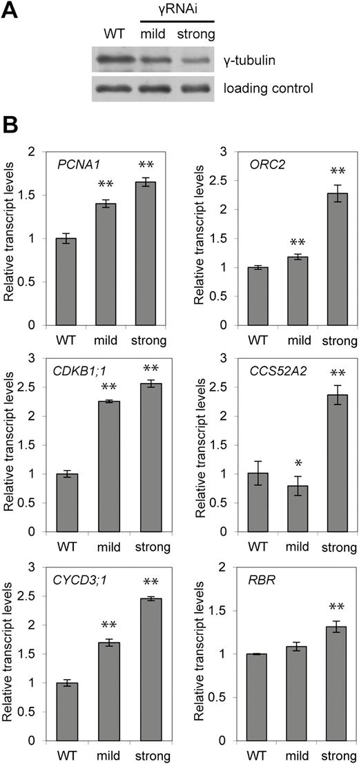 Expression of E2F target genes is up-regulated proportionally to the strength of the γ-tubulin RNAi silencing. (A) Protein level of γ-tubulin in WT and γ-tubulin RNAi (γRNAi) plants (10 DAS) with mild and strong silencing effects. Proteins in the total extract were probed on Western blot with anti-γ-tubulin antibody. (B) Expression levels of the indicated genes were determined by qRT-PCR from seedlings of WT and γ-tubulin RNAi plants with mild and strong silencing effects (10 DAS). A non-parametric Mann–Whitney U-test was performed to test for differences between the wild type and γ-tubulin RNAi (*P<0.05; **P<0.01). Error bars indicate the SD of values obtained from three independent experiments in triplicate.