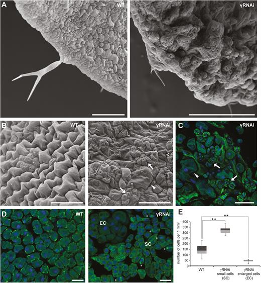 Silencing of γ-tubulin leads to ectopic division and stomatal clustering. (A) Representative SEM images of leaves of control WT and γ-tubulin RNAi (γRNAi) Arabidopsis plants (12 DAS). (B) SEM images, abaxial epidermis of the WT and γ-tubulin RNAi (11 DAS) with clusters of meristemoids and stomata (arrows), and enlarged isodiametric cells (arrowhead). Scale bars: 100 µm. (C) Immunofluorescence labelling of α-tubulin (green) in the abaxial epidermis of γ-tubulin RNAi (11 DAS) with a cluster of stomata (arrows) and enlarged isodiametric cells (arrowhead). DNA stained by DAPI (blue). Scale bar: 100 µm. (D) Immunofluorescence labelling of α-tubulin (green) in mesophyll cells in WT and γ-tubulin RNAi leaves (11 DAS) with small proliferating cells (SC, mitosis, and cytokinesis marked by asterisks) and enlarged isodiametric cells (EC); DNA stained by DAPI (blue). Scale bars: 150 µm. (E) Box plot of cell number counted in a randomly selected defined area (1000 µm×1000 µm) of mesophyll cells of WT and γ-tubulin RNAi leaves. Cell numbers are visualized in quartiles of ranked data expressed by means with the SD (n=22). Asterisks indicate P<0.01 comparing WT and γ-tubulin RNAi by Student’s t-test. Compared with the WT with cells of uniform size, two distinct cell populations of small and enlarged cells were demonstrated in γ-tubulin RNAi leaves.