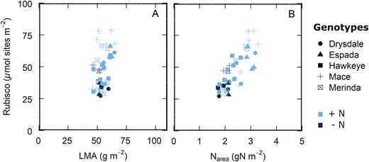 Leaf Rubisco content as a function of (A) leaf mass area (LMA) and (B) leaf nitrogen per area (Narea). Data from wheat genotypes and a triticale from Fig. 2 measured and sampled in a controlled growth chamber, glasshouse, and the field, n=41.