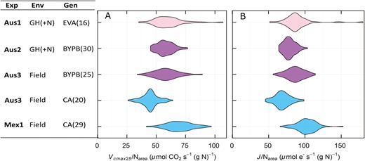 Violin plot representing the distribution of photosynthetic efficiency as (A) Vcmax25/Narea and (B) J/Narea of the genotypes by experiment, excluding low nitrogen treatments. Experiments were measured in Australia (Aus1, Aus2, and Aus3) and in Mexico (Mex1). Experiments were set up in different environments: glasshouse (GH) under normal nitrogen conditions (+N) or the field. Three different set of genotypes were assessed: Early Vigour set, EV; BUNYIP set, BYP; and CIMCOG set, C.