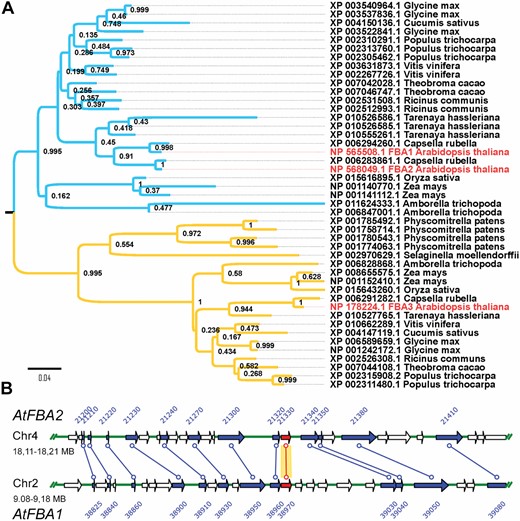 Phylogenetic analysis of plastidial FBAs. (A) Maximum likelihood phylogenetic tree of the plastidial FBA proteins from mosses and higher plant species, with Bootstrap values. The Arabidopsis proteins (NP_565508.1, NP_568049.1, NP_178224.1) are shown in red. (B) Duplicated chromosomal regions of the Arabidopsis genome contain the FBA1 and FBA2 genes according to the Plant Genome Duplication Database. Arrows represent genes on distinct, 100 kbp regions of chromosomes 2 and 4. Lines connect duplicated genes including FBA1 and FBA2 (in red).