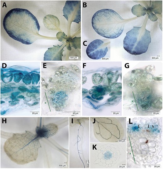 Expression patterns of FBA1, FBA2, and FBA3 genes in Arabidopsis. Staining of plants transformed with FBA1pro::GUS (A, D, E), FBA2pro::GUS (B, C, F, G), and FBA3pro::GUS (H–L) constructs in developing leaves (A, B, C, H), sections through leaf margins (D, F), leaf vascular bundles (E, G, L), the whole seedling (I), cotyledon (E), and root cross-section (K). Representative images of expression patterns observed in at least two independent transformants are shown. In (E, F, L), the position of the xylem is indicated (x). In (L), some sieve tube cells are indicated (black arrows).
