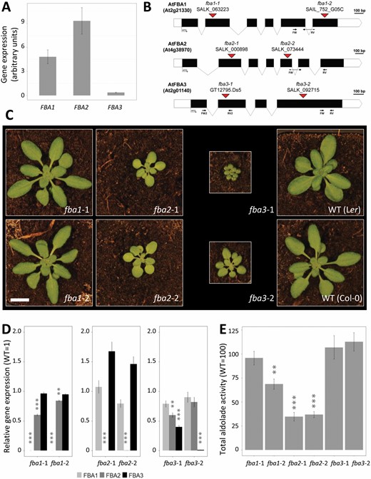 Homozygous knockout mutants of the three plastidial FBA isoforms. (A) Expression of the plastidial FBA genes in the shoot of wild-type Col-0 plants measured with RT-qPCR at midday. Values are normalized to the housekeeping genes AtYLS8, ACTIN2, and GAPC2, and are means of three biological replicates (±SE). (B) Structure of the plastidial FBA genes: black and white rectangles represent the exons and the UTR regions respectively, with introns represented as lines. The locations of the T-DNA insertions in the different mutant alleles are indicated by red triangles. Annealing sites of primers used for RT-qPCR are indicated. (C) Phenotype of the mutants 30 d after germination. Scale bar: 1 cm. (D) Expression of the FBA1, FBA2, and FBA3 genes in the rosettes of the single knock-out mutants. Values are normalized to AtYLS8, ACTIN2, and GAPC2, and are means of three biological replicates (±SE), and are expressed relative to the mean value for the wild type. (E) Total FBA enzyme activity measured in the shoots of the fba1, fba2, and fba3 mutants. The enzyme activity is normalized to the respective wild type. Values are means of three biological replicates (±SE). **P≤0.05, ***P≤0.01: significant differences from the corresponding wild type. The mean activity (±SE) of Col-0 wild type from three experimental replicates was 4.41 ± 1.00 μmol min−1 g−1 fresh weight.
