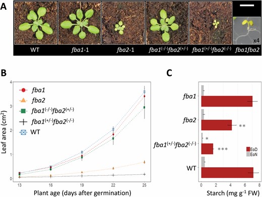 Phenotypes of mutants deficient in both FBA1 and FBA2. (A) Appearance of wild-type, fba1, and fba2 plants and of representative genotypes isolated from the segregating F2 population of a cross between fba1 and fba2. All plants were 25 d old and imaged from the growth analysis shown in (B), except the fba1fba2 double mutant, which was the sole individual identified during segregation analysis and is ×4 magnified (see Supplementary Table S6). Scale bar: 1 cm. (B) Growth rate of the different genotypes in (A) (except for the fba1fba2 double mutant) from 13–25 d after germination. Values are the means of 6–11 biological replicates (±SE). (C) Starch content of fba1, fba2, fba1(+/−)fba2(−/−), and of the wild type. Values are the means of four biological replicates (±SE). EoD, end of day; EoN, end of night. *P≤0.1, **P≤0.05, ***P≤0.01: significant differences from the corresponding wild type.