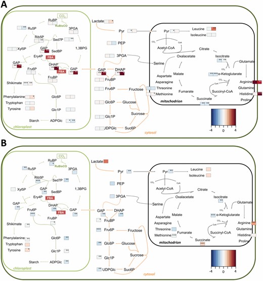 Metabolite levels in the shoots of mutants lacking plastidial fba isoforms. Schematic representation of central carbohydrate and amino acid metabolism in photosynthetic cells. Mean metabolite values (n=3 biological replicates), normalized to the wild type, are visualized as a fold-change (FC) heatmap. (A) fba1-1 (left-hand heatmap boxes) and fba2-1 (right-hand heatmap boxes) mutants, and (B) fba3-1 mutants. *P≤0.1, **P≤0.05, ***P≤0.01: significant changes in the metabolite level compared with the respective wild type, two-tailed t-test. See also Supplementary Table S7. 1,3BPG, 1,3-bisphosphoglycerate; DHAP, dihydroxyacetone phosphate; Ery, erythrose; FBA, fructose-1,6-bisphosphate aldolase; Fru, fructose; GAP, glycerylaldehyde 3-phosphate; Glc, glucose; PEP, phosphoenolpyruvate; 3PGA, 3-phosphoglycerate; Pyr, pyruvate; Rib, ribose; Ru, ribulose; Sed, sedoheptulose; Suc, sucrose; Xyl, xylulose.