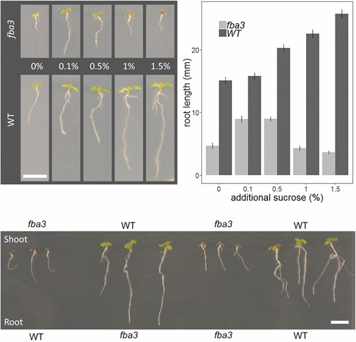 Root growth phenotype of the fba3 mutant and its rescue by micrografting. (A) Representative seedling phenotypes of the fba3-1 mutant and its Ler wild type grown on agar plates without or with exogenous sucrose (0.1, 0.5, 1, and 1.5% (w/v)). (B) Mean root length (±SE; n=12 biological replicates) for plants grown as in (A). (C) Phenotype of chimeric plants where fba3 shoots are grafted onto wild-type roots and vice versa. Self-grafted fba3 and wild-type plants serve as controls. The genotype of the roots was determined by PCR on extracted genomic DNA to re-confirm that they were not lateral roots produced at or above the graft point. Scale bar: 1 cm.