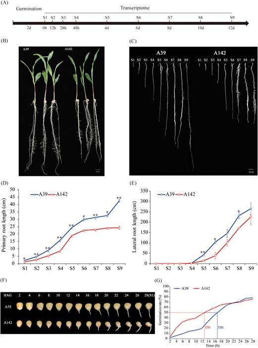 Experimental design and phenotype at different time-points of primary root development in A39 and A142. (A) Diagram of the experimental design. Maize seeds were germinated in water for 2 d and then transferred to moist filter paper to cultivate. The plants were collected at 0 h, 12 h, 28 h, 48 h, 4 d, 6 d, 8 d, 10 d, and 12 d after germination (representing S1, S2, S3, S4, S5, S6, S7, S8 and S9, respectively) for phenotyping and transcriptome sequencing. (B) Photos of the two genotypes used in this study. Bar =2 cm. (C) Close-up views of A39 and A142 primary roots at nine time-points. Bar =1cm. Primary root length (D) and lateral root length (E) at different time-points in A39 and A142, respectively. Error bars indicate standard error. (F) Dynamic photographs of seed every two hours during maize seed germination and (G) seed germination (%) of A39 and A142. T50 = time it takes for 50% of the seeds to germinate. HAG, hours after germination.