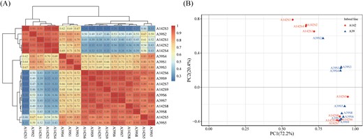 Global gene expression profiling during primary root development. (A) Pearson correlation analysis of nine stages of primary root development in A39 and A142. The color scale on the right represents the Pearson’s correlation coefficients (r). The values of r >0.5 were indicated by red, while r<0.5 were indicated by blue. (B) Principal component analysis (PCA) of the RNA-seq data.