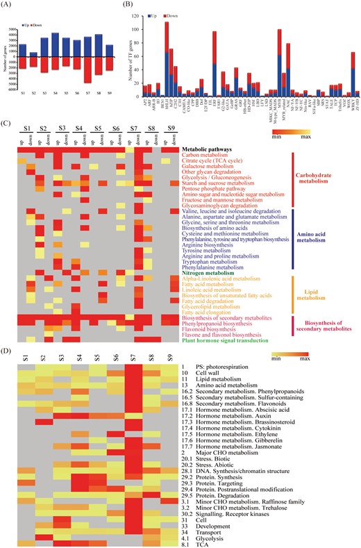 Genes differentially expressed (DEGs) between the maize inbred lines. (A) The number of different expressed genes (up-regulated genes highlighted in blue box and down-regulated genes highlighted in red box) during primary root development in A39 and A142. (B) The number of genes encoding TFs up- or down-regulated between A39 and A142 during primary root development.(C) KEGG pathways at different time-points of primary root development in up- and down-regulated genes between A39 and A142. Only P values <0.05 are shown by the shade of colors. (D) The enriched functions of DEGs between two maize lines at every time-point for MapMan categories. The number of mapped genes was shown by the shade of colors in heatmap.