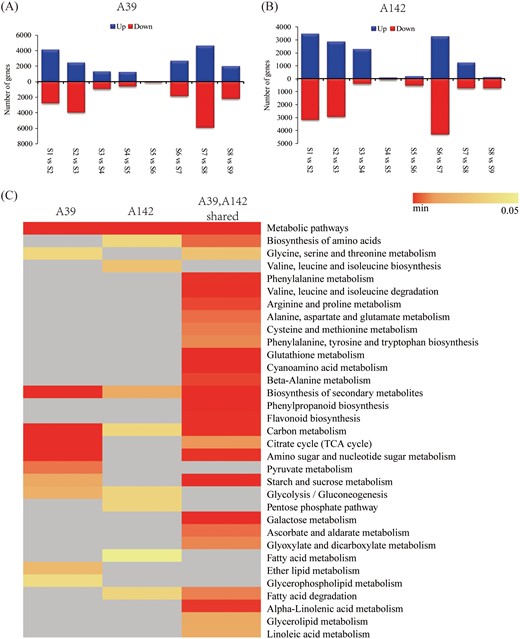 Overview of DEGs in maize inbred lines for each interval. Numbers of DEGs in A39 (A) and A142 (B) based on eight time-point comparisons: S1 versus S2, S2 versus S3, S3 versus S4, S4 versus S5, S5 versus S6, S6 versus S7, S7 versus S8, and S8 versus S9. (C) KEGG pathways of the DEGs specific and common to A39 and A142 (P<0.05).