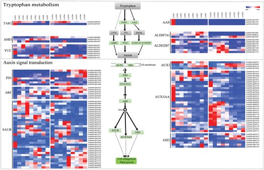 The DEGs related to auxin biosynthesis and signal transduction. Heatmap shows expression of DEGs related to auxin biosynthesis and signal transduction.