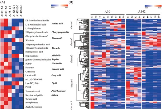The DEGs related to phenylpropanoid and flavonoid pathways. (A) Comparison of differential metabolites between A39 and A142 at S9 stage. The concentration of metabolites are shown by the shade of colors. (B) All DEGs related to phenylpropanoid and flavonoid biosynthesis pathways. According to the expression patterns, these genes were divided into five clusters.