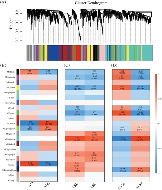 Weighted gene co-expression network analysis (WGCNA) of all DEGs. (A) Hierarchical cluster tree shows twenty-one modules of co-expressed genes. The lower heatmap shows modules in designated colors. The module grey is for unassigned genes. Heatmaps showing the correlation of module-line (B), module-trait (C) and module-stage (D). The Pearson correlation coefficient and P values of significant modules are given.