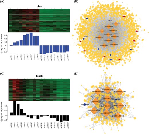 Expression profile and co-expressed gene network of modules associated with PRL and LRL between maize inbred lines. (A) Heatmap shows the expression profile of all genes in ‘blue’ module. The lower bar graph shows the consensus expression pattern of the co-expressed genes in ‘blue’ module. (B) Co-expressed network of genes in ‘blue’ module. The rhombic nodes represent hub genes. The blue nodes represent genes related to phenylpropanoid and flavonoid pathways, and the red nodes are genes related to auxin biosynthesis and signal transduction. The size of the nodes indicates the degree of connectively of the genes. Edges (weight ≥0.15) represent known interactions between hub genes and other genes. (C) The expression profile and (D) co-expressed network in ‘black’ module.