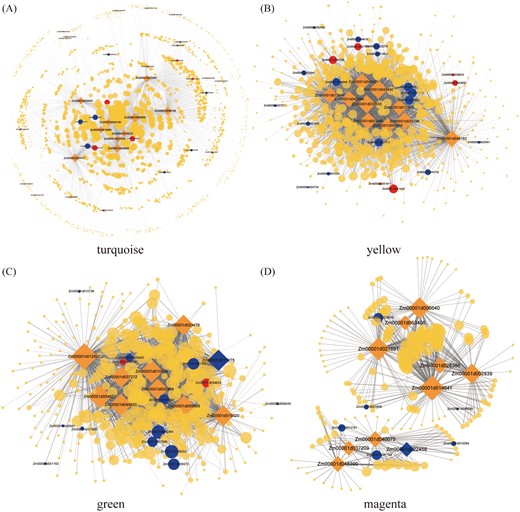 Network of the hub genes in the modules associated with PRL and LRL. The gene correlation network of the ‘turquoise’ (A), ‘yellow’ (B), ‘green’ (C) and ‘magenta’ (D) modules. The top ten hub genes in these modules and edge weight higher than 0.15 are visualized by Cytoscape.