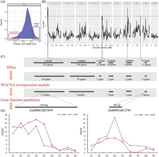 Identification of candidate genes by global transcriptome, coexpression network and QTL-seq. (A) Frequency distribution of primary root lengths of 635 individuals in F2 population. The x-axis corresponds to the PRL. We selected 50 shorter F2 progenies to make lowest bulk and 50 longer progenies to make highest bulk. (B) G value plot of maize genome with 95% statistical confidence intervals by QTL-seq. (C) The candidate genes were identified by integrating DEGs between lowest bulk and highest bulk, the WGCNA co-expression modules and gene function annotation. (D) The expression of the two candidate genes (Zm00001d027679 and Zm00001d012781) in A39 and A142, at nine time-points.