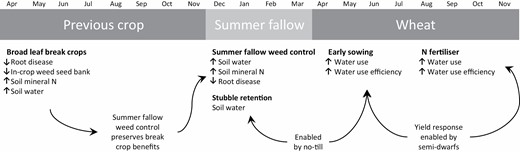 The individual innovations described are implemented in both pre-crop (previous crop and summer fallow) and in-crop periods and collectively increase resources available (soil water and N supply, crop water use) and efficiency of use (reduced root disease, improved water use efficiency). Long arrows indicate examples of positive interactions between current and previous (e.g. no-till, semi-dwarf cultivars) innovations.