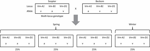 A biparental cross between high yielding spring cultivars well adapted to south-eastern Australia will after segregation produce on average 25% winter progeny. Nomenclature is after Bloomfield et al. (2018) where v represents the vernalisation-sensitive (winter—wild type) allele and a represents the vernalisation-insensitive (spring) allele.