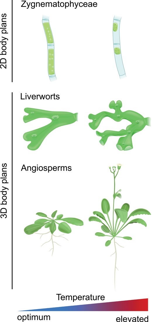 Effects of elevated ambient temperature on the morphology of organisms of different levels of body plan complexity. Temperature phenotypes of 2D-growing green algae (exemplified by Zygnematophyceae—Mougeotia sp.), 3D-growing bryophytes (exemplified by Marchantia polymorpha), and angiosperms (exemplified by Arabidopsis). The images of Mougeotia sp. are based on de Vries et al. (2020).