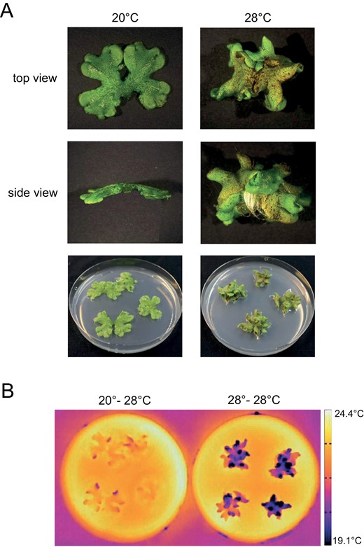 Impact of elevated temperature on Marchantia polymorpha morphology. (A) Photographs showing representative M. polymorpha plants grown at 20 °C or 28 °C for 21 d. Plants were grown under long day conditions (90 μmol m−2 s−1, white light, 16:8 h photoperiod). (B) Thermal images of 3-week-old M. polymorpha plants. Plants were grown as in (A). After equilibration to room temperature, plants were incubated for 15 min at 28 °C. Then thermal images were taken with a forward-looking infrared camera.