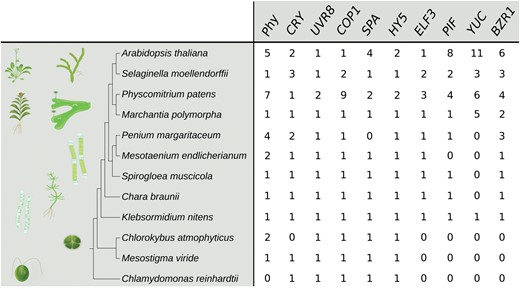 Copy number of genes involved in thermomorphogenesis signalling in various plant genomes based on the Arabidopsis protein and coding sequences and a combination of HMMER (Potter et al., 2018; http://hmmer.org/) and BLASTp (Altschul et al., 1990) searches of available genome data (an extended version of this table including methodological details and alignments can be found at http://doi.org/10.5281/zenodo.4945381) as in Schumann et al. (2011). BZR1, BRASSINAZOLE-RESISTANT 1; COP1, CONSTITUTIVE PHOTOMORPHOGENIC 1; CRY, CRYPTOCHROME; ELF3, EARLY FLOWERING 3; HY5, ELONGATED HYPOCOTYL 5; PIF, PHYTOCHROME-INTERACTING FACTOR; Phy, PHYTOCHROME; SPA, SUPPRESSOR OF PHYA-105; UVR8, UVB-RESISTANCE 8; YUC, YUCCA FLAVIN MONOOXYGENASE.