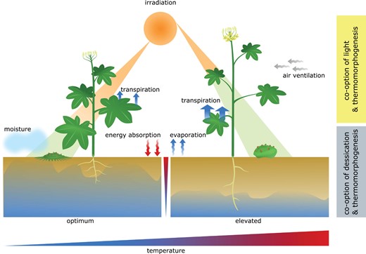 General overview of possible temperature responsive growth patterns in bryophytes and vascular plants. To keep plant metabolism stable, elevated temperatures influence angiosperm morphology in numerous above- and belowground organs. To date, very little is known about thermomorphogenesis in algae, bryophytes, and other non-seed plants. Growth patterns displayed in this figure and in the text are therefore largely speculative and based on environmental and physiological circumstances. During the transition from (shallow) water to land, temperature fluctuations most likely occurred together with drought and changes in light, facilitating the possibility for co-option of pre-existing signalling pathways. Considering the most likely ecological niche/microhabitat of early land plants, it seems a reasonable theory that drought signalling could have initially given rise to thermomorphogenesis signalling. Such a thermosignalling pathway may have persisted until today in roots of vascular plants and throughout bryophytes. In addition, co-occurrence of changes in temperature with light intensity and quality might have resulted in the emergence of another temperature signalling pathway that has been co-opted from light signalling. This pathway is currently the best understood temperature signalling pathway, controlled by the master regulator PIF4. The chronological sequence of emergence of these different thermosignalling pathways is as yet unclear.