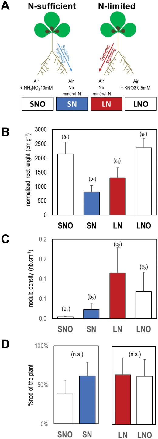 Split-root systems to study the response of nodule formation to N-sufficient and N-limitation signaling. (A) Plants were cultivated hydroponically for six weeks. Mineral N-treatments were applied on one half of the root system (SNO, LNO) 12 d before harvest. N sufficient or N limited treatments were achieved by providing 10 mM NH4NO3 or 0.5 mM KNO3, respectively. Effects of the N-treatments were studied on treated root sides (SNO, LNO) or on the other sides of the root system supplied with nutrient solution without mineral nitrogen (SN in blue, LN in red). All roots were inoculated with Sinorhizobium medicae md4 48 h after initiating the N treatments. (B) Normalized root length per shoot dry mass (NRL). (C) Nodule density (nodule number per root length). (D) Proportion of nodules (%) present in both compartments of the split-root systems. Detailed data are provided in Supplementary Table S2. Letters indicate distinct groups of values deduced from Kruskall-Wallis and pairwise Wilcoxon tests using a P-value threshold of 0.05, and Benjamini-Hochberg correction for multiple testing. n.s. indicates a non-significant difference. Values are means ±SD (n=5).