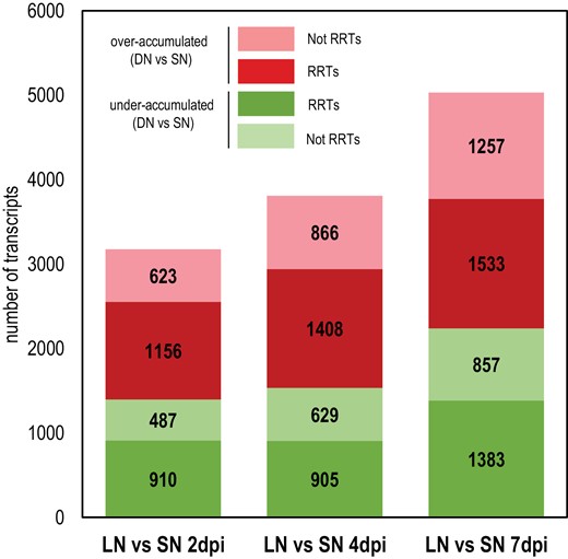Effect of systemic N signaling on the transcriptome of inoculated roots. LN and SN roots were compared at 2, 4, and 7 dpi. Red and green areas represent transcripts over-accumulated and under-accumulated, respectively, in DN roots, compared with SN roots. Dark colors represent Sinorhizobium medicae-responsive transcripts (RRTs).