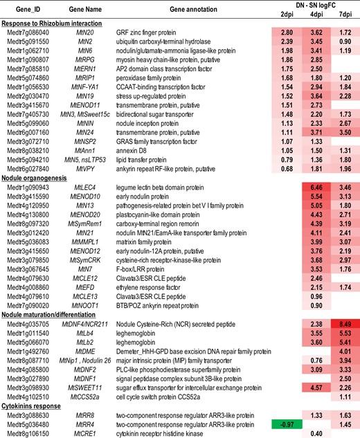 Heat map of the effects of systemic N signaling on the expression of marker genes associated with nodule formation. LN and SN roots were compared at 2, 4, and 7 dpi (Supplementary Table S4). Only significant FC difference (P-values and FDR <0.05) are indicated. Red and green colors represent transcripts up-regulated and down-regulated, respectively, in LN roots, compared with SN roots.