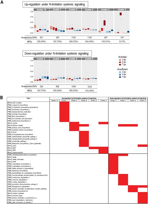 Co-expression analysis of the transcripts differentially accumulated in response to systemic N signaling in Sinorhizobium medicae-inoculated roots. LN and SN roots were compared at 2, 4, and 7 dpi. N-responsive DATs, specified co-expression clusters, RRT annotation, gene names, and annotations are listed in Supplementary Table S6. (A) Co-expression clusters and their normalized accumulation kinetics (coseq package). (B) Red blocks indicate specific annotation enrichment of the cluster compared with the entire annotated genome (estimated by hypergeometric test with a threshold of 0.05 for P-value).