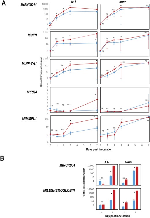Accumulation of selected transcripts in Sinorhizobium medicae-inoculated roots under contrasted systemic N-signaling. sunn and WT plants were cultivated in the split root systems described in Fig. 1A. Inoculated LN (in red) and SN (in blue) roots belonging to N-limited and N-sufficient plants, respectively, were compared at 0, 1, 2, 3, and 7 dpi. Total RNA was extracted from the roots and transcript of interest accumulation was quantified by RT–qPCR. The MtACTIN11 and MtGAPDH A ‘housekeeping’ transcripts were used to normalize the data. For each transcript of interest, normalized levels are presented relative to the average level measured at the first time point (arbitrarily fixed to 1 for each time point). (A) Kinetics of MtENOD11, NFYA1, NIN, MtRR4, MtMMPL1 transcripts at 0, 1, 2, 3, and 7 dpi in WT and sunn. (B) Transcript accumulation of MtNCR084 and MtLEGHEMOGLOBIN at 3 and 7 dpi in WT and sunn (transcripts not detected at 0, 1, and 2 dpi). Values are means ± SD, n=6. At each time point LN and SN values were compared according to the Kruskall-Wallis test (threshold P=0.05). * significant difference; ns, non-significant difference.