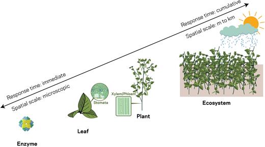 The spatial scale and temporal response time of photosynthetic processes in cropping systems from the enzyme to ecosystem scale.