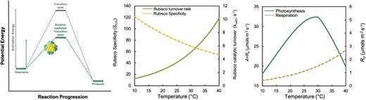 Temperature effects on enzyme-driven processes of photosynthesis. (A) Schematic energy profile of an exergonic chemical reaction. Enzymes, such as Rubisco, facilitate biochemical reaction progression by lowering the activation energy requirements of the transition state between reactants and product formation, though in the case of Rubisco this is simplified as the enzyme facilitates a multistep catalysis (Flamholz et al., 2019). (B) Modelled temperature responses of tobacco Rubisco carboxylation catalytic turnover rate (green solid) and specificity for CO2 over O2 (yellow dashed line), using parameters from Orr et al. (2016) and temperature responses from Bernacchi et al. (2001). (C) Temperature response of gross photosynthesis (carbon assimilation A+mitochondrial respiration Rd, green solid line) and of mitochondrial respiration (Rd, gold dotted line) for an idealized C3 species. Data were modelled using the leaf model of photosynthesis (Farquhar et al., 1980) with temperature adjustments (Bernacchi et al., 2001).