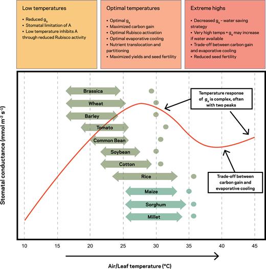 Impact of temperature on changes in stomatal conductance and response in major cropping systems. Highlighted is a generic response of stomatal conductance (gs) across a temperature range (red line); optimal temperature ranges for major global crop types (two-headed arrows), including critical temperatures when biomass and yield are significantly reduced (dots). Reproduced with permission from Matthews and Lawson (2019).