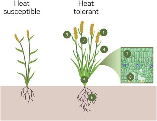 Structural and functional attributes that make a crop plant more susceptible (left) or tolerant (right) to heat stress. Numbers indicate the following: (1) higher invertase activity in spike/grain to maintain or increase carbohydrate import; (ii) remobilization of non-structural carbohydrates from the stems towards the spike/grain; (iii) short/erect flag leaf avoids direct light penetration and scorching, and has higher sucrose transporter expression to help maintain phloem loading and carbohydrate allocation to non-photosynthetic tissues; (iv) short/erect leaves avoid direct heat exposure, with angled leaves allowing light penetration lower into the canopy to help keep all leaves closer to temperature optimum; waxy leaves also help reduce water loss; (5) extra tillers and leaves to help maintain green leaf area and delay senescence; (6) more roots that reach deeper to access more soil moisture; (7) concentrated chlorophyll in the ‘sweet spot’ (i.e. not all in the top leaves) to improve leaf temperature optima; and (8) increased leaf stomatal density to improve CO2 entry into the leaves.