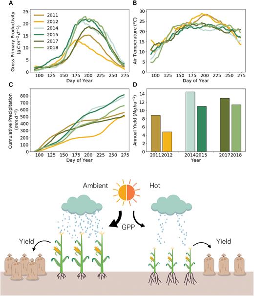 The difference in gross primary productivity (GPP) and annual yield for maize across different climatic years, as indicated by air temperature and rainfall. (A–D) were produced using data from Ameriflux site Ui-C using processing protocols from Moore et al. (2020). The years 2013 and 2016 are omitted from (D) as these years were under a soybean rotation at the site.