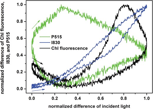 Dependence of the normalized differences of chlorophyll (Chl) fluorescence, and I830 and P515 signals in pea leaves during exposure to oscillating light on the normalized difference of the incident light intensity (input–output graph). The leaves were exposed to oscillating red light with maximal intensity of 250 µmol of photons m−2 s−1 with a period of oscillation of T=60 s. The graph was constructed from the data presented in Fig. 1. The position and direction of the arrows indicate the way each signal changes at the beginning of the light oscillation period.