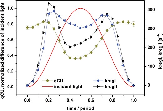 Dynamics of coefficient of photochemical quenching of PSII excitation energy (qCU), and of the PSI rate constant kregI and PSII rate constant kregII in pea leaves. The leaves were exposed to red light oscillating with period of 60 s with maximal intensity of 250 µmol of photons m−2 s−1. Time is presented as the proportion from the beginning of the oscillation period. See Material and methods for details. The value of qCU reflects the fraction of open PSII reaction centers, and kregI and kregII reflect the apparent rate constants of all regulatory mechanisms causing re-opening of PSI and PSII, respectively, during the forced oscillations. Data for qCU are means (±SD), n=4.