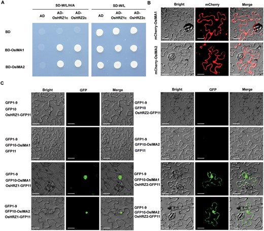 OsIMA1 and OsIMA2 interact with OsHRZ1 and OsHRZ2. (A) OsIMAs interact with the C-terminal regions of OsHRZs in yeast. The full-length OsIMAs were fused with BD, and the C-terminal regions of OsHRZs fused with AD. Yeast co-transformed with different BD and AD plasmid combinations was spotted. Growth on selective plates lacking leucine, tryptophan, adenine, and histidine or lacking leucine and tryptophan is shown. (B) Sub-cellular localization of OsIMA1 and OsIMA2. mCherry was fused with the N-end of OsIMAs. Transient expression assays were performed in N. benthamiana leaves. Scale bars=20 μm. (C) Interaction of OsIMAs and OsHRZs in plant cells. Tripartite split-sfGFP complementation assays were performed. OsIMAs were fused with GFP10, and OsHRZs with GFP11. The combinations indicated were introduced into Agrobacterium and co-expressed in N. benthamiana leaves. Scale bars=20 μm.