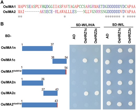 The last amino acid of OsIMA1 and OsIMA2 is crucial for interactions with OsHRZ1 and OsHRZ2. (A) Alignment of amino acid sequences of OsIMAs. The full-length amino acid sequences of OsIMAs were aligned using Clustal Omega online (https://www.ebi.ac.uk/Tools/msa/clustalo/). The asterisks indicate identical amino acids. (B) Yeast-two-hybrid assays. The left panel shows a schematic diagram of various versions of OsIMA. OsIMA1/2n, the N-terminal of OsIMA1/2; OsIMA1/2c, the C-terminal of OsIMA1/2; OsIMA1Ala54Val and OsIMA2Ala43Val, the last amino acid Ala of OsIMA1/2 was changed to Val. The truncated or mutated OsIMAs were fused with BD, and the C-terminal regions of OsHRZs with AD. Yeast co-transformed with different BD and AD plasmid combinations was spotted. Growth on selective plates lacking leucine, tryptophan, adenine, and histidine or lacking leucine and tryptophan is shown.