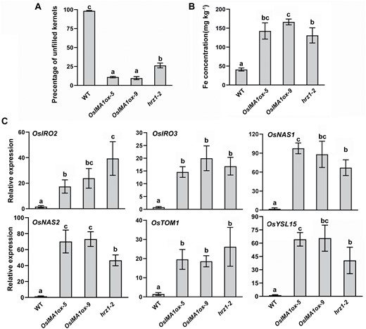 OsIMA1ox plants mimic the hrz1-2 loss-of-function mutant. (A) Seed setting (%) of wild type, OsIMAox and hrz1-2. (B) Fe concentration in seeds of wild type, OsIMAox and hrz1-2. Unpolished seeds were used for Fe measurement. (C) Expression of Fe deficiency-inducible genes in roots of wild type, OsIMAox and hrz1-2. Rice plants were grown in Fe-sufficient solution for 2 weeks, and roots were used for RNA extraction and qRT–PCR. Data represent means ±SD (n=3). Different letters above each bar indicate statistically significant differences (ANOVA, P<0.05).