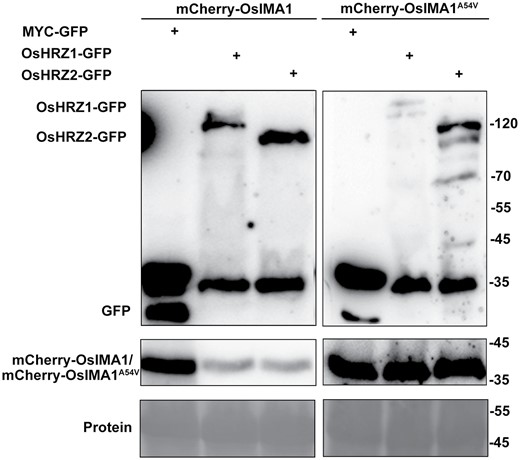 Both OsHRZ1 and OsHRZ2 promote the degradation of OsIMA1. mCherry-OsIMA1 or mCheryy-OsIMA1Ala54Val was co-expressed with MYC-GFP, OsHRZ1-GFP, and OsHRZ2-GFP. Transient expression assays were performed in tobacco leaves. After infiltration with agrobacteria, plants were kept in dark for 2 d, and then infiltrated leaves were harvested. Total protein was extracted and immunoblotted with anti-GFP antibody or anti-mCherry antibodies. Ponceau staining shows equal loading. Protein molecular weights (in kDa) are indicated.